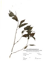 藏品(棣慕華鳳仙花)的圖片